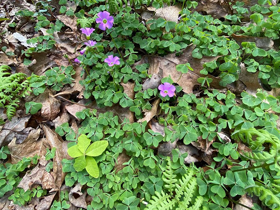 Native Plants